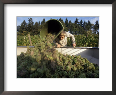 Grape Harvest, Mosel Valley, Rheinland-Pfalz (Rhineland Palatinate), Germany by Hans Peter Merten Pricing Limited Edition Print image