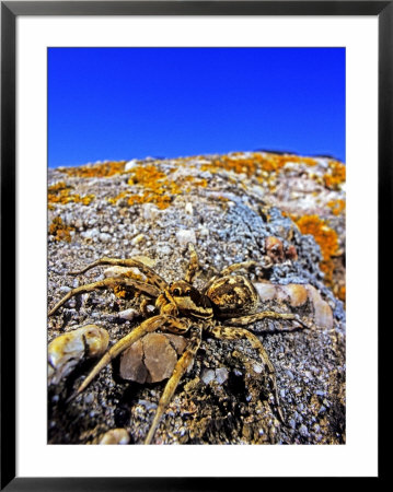 Big-Eyed Wolf Spider, Sardinia, Italy by Emanuele Biggi Pricing Limited Edition Print image