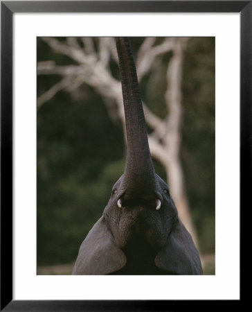 A Young Forest Elephant Reaches Up With Its Straight Trunk by Michael Fay Pricing Limited Edition Print image