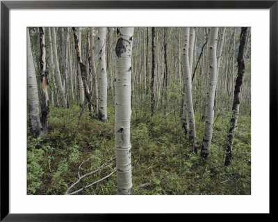 A Forest Of White Birch Trees by Todd Gipstein Pricing Limited Edition Print image
