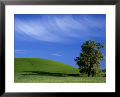 Lone Tree In Wheatfield, Whitman County, Washington, Usa by Julie Eggers Pricing Limited Edition Print image