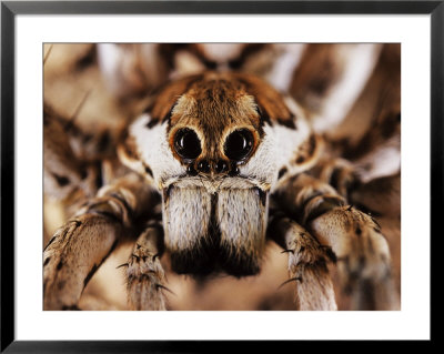 Big-Eyed Wolf Spider, Close Up, Italy by Emanuele Biggi Pricing Limited Edition Print image