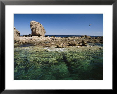 An Ocean Scene Of A Rocky Promontory With Seabirds And Seals by Ed George Pricing Limited Edition Print image
