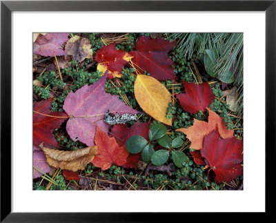 Greeley Ponds Trail, Northern Hardwood Forest, New Hampshire, Usa by Jerry & Marcy Monkman Pricing Limited Edition Print image