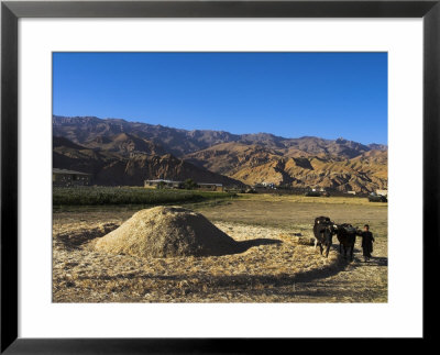 Boy Threshing With Oxen, Bamiyan Province, Afghanistan by Jane Sweeney Pricing Limited Edition Print image