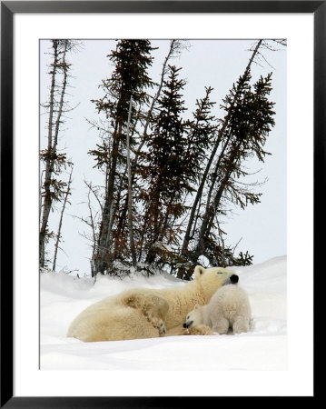 Mother Polar Bear And Two Month Old Cub by Yvette Cardozo Pricing Limited Edition Print image