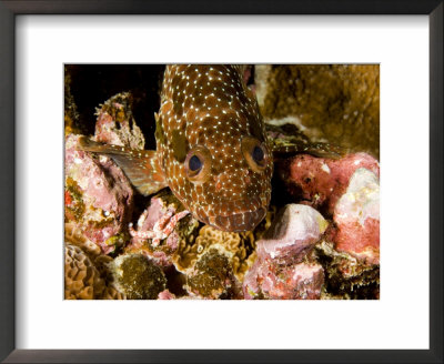 Closeup Of A Hexagon Grouper, French Polynesia by Tim Laman Pricing Limited Edition Print image