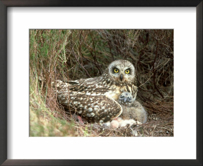 Short-Eared Owl At Nest With Chicks In Heather, Uk by Mark Hamblin Pricing Limited Edition Print image