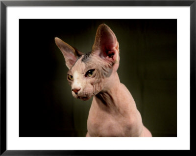 Young Hairless Sphinx Cat by Robert Ginn Pricing Limited Edition Print image