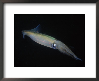 Opalescent Squid, California by Wayne Brown Pricing Limited Edition Print image