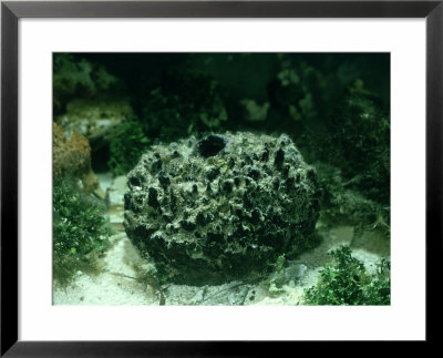 Commercial Or Bath Sponge by Oxford Scientific Pricing Limited Edition Print image