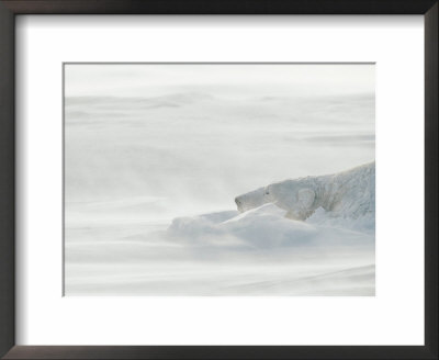 Polar Bear Sleeping In Drifting Snow by Norbert Rosing Pricing Limited Edition Print image