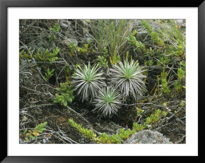 Critically Endangered Kau Silversword Plants And Succulents by Marc Moritsch Pricing Limited Edition Print image