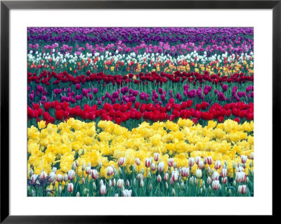 Tulips In Display Field, Washington, Usa by William Sutton Pricing Limited Edition Print image