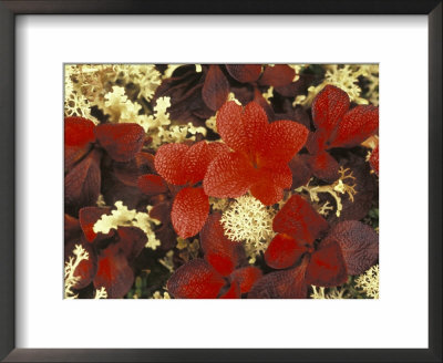 White Lichens And Blueberry In Denali National Park, Alaska, Usa by Stuart Westmoreland Pricing Limited Edition Print image