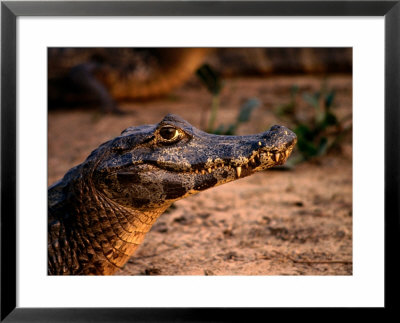 Caiman (Caiman Crocodilus) In Pantanal (Swamp), Pantanal Matogrossense National Park, Brazil by Lee Foster Pricing Limited Edition Print image
