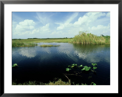 Everglades, Florida by David Tipling Pricing Limited Edition Print image