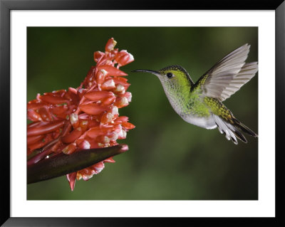 Coppery-Headed Emerald In Flight, Central Valley, Costa Rica by Rolf Nussbaumer Pricing Limited Edition Print image