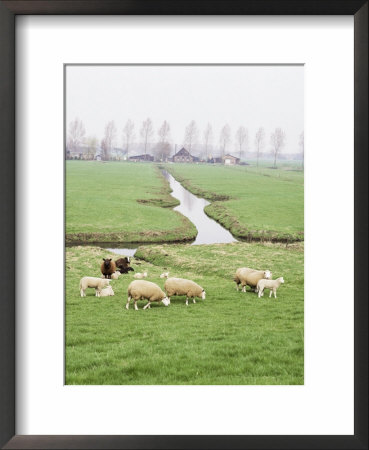 Sheep And Farms On Reclaimed Polder Lands Around Amsterdam, Holland by Walter Rawlings Pricing Limited Edition Print image