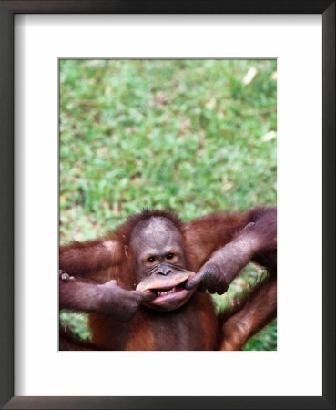 Orangutan Pulling A Face At The Matang Wildlife Centre, Kuching, Sarawak, Malaysia by John Banagan Pricing Limited Edition Print image