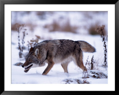 Coyote, Canis Latrans, Mn by Robert Franz Pricing Limited Edition Print image