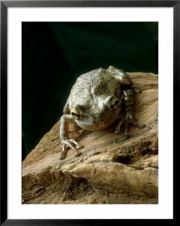 Cuban Tree Frog, Osteopilus Septentrionalis by Gustav Verderber Pricing Limited Edition Print image