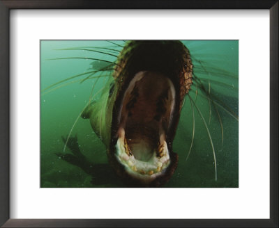 A Young Stellers Sea Lion With Its Mouth Wide Open by Paul Nicklen Pricing Limited Edition Print image