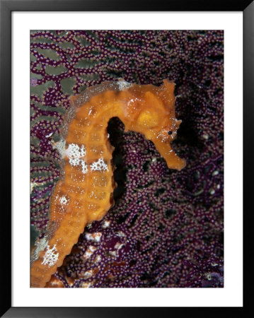 A Close-View Image Of A Pacific Sea Horse by Wolcott Henry Pricing Limited Edition Print image