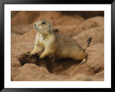 An Alert Prairie Dog At The Entrance To Its Den by Annie Griffiths Belt Pricing Limited Edition Print image