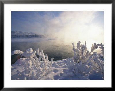 Hoarfrost Covers Branches On The Banks Of The Yukon River by Paul Nicklen Pricing Limited Edition Print image