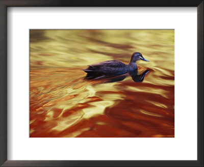 A Pacific Black Duck Swims In Golden Water At Sunset by Jason Edwards Pricing Limited Edition Print image
