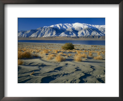 Dunes And Tumbleweeds, Walker Lake, Mt. Grant In Wassuk Range, Nevada, Usa by Scott T. Smith Pricing Limited Edition Print image