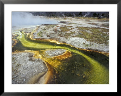 Algal Mats In Geyser Pool, Mammoth Hot Springs, Yellowstone National Park, Wyoming, Usa by William Sutton Pricing Limited Edition Print image