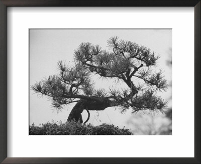 Japanese Pine Trees, Dwarfed And Shaped In Japanese Fashion, At Brooklyn Botanic Garden by Gordon Parks Pricing Limited Edition Print image