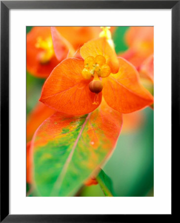 Euphorbia Griffithii Fireglow, Close-Up Of Orange Flower Bract by Lynn Keddie Pricing Limited Edition Print image