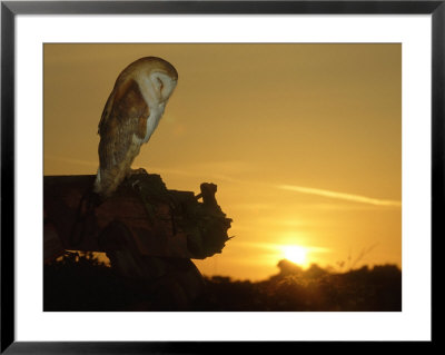 Barn Owl, Tyto Alba Asleep At Sunset by Mark Hamblin Pricing Limited Edition Print image