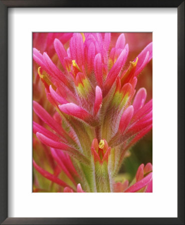 Close-Up Of Indian Paintbrush Flowers In The Great Basin Desert, California, Usa by Dennis Flaherty Pricing Limited Edition Print image