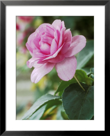 Impatiens (Fiesta Lavender Orchid) by Chris Burrows Pricing Limited Edition Print image