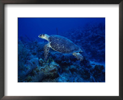 Hawksbill Turtle, Swimming, Caribbean by Gerard Soury Pricing Limited Edition Print image