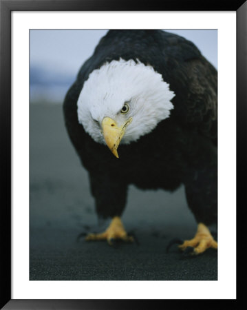 American Bald Eagle Stares Intently Down At Its Prey by Klaus Nigge Pricing Limited Edition Print image
