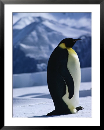 Portrait Of An Emperor Penguin In Its Icy Environment by Bill Curtsinger Pricing Limited Edition Print image