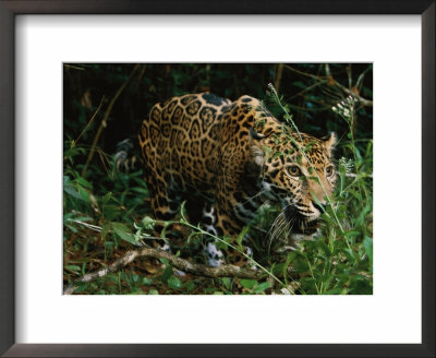 A Jaguar On The Prowl by Steve Winter Pricing Limited Edition Print image
