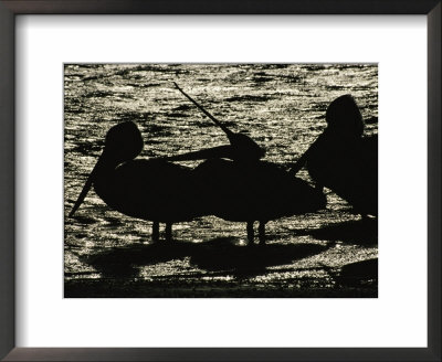A Group Of Australian Pelicans Relax By The Water by Jason Edwards Pricing Limited Edition Print image