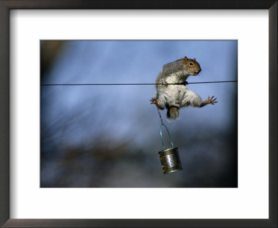 An Eastern Gray Squirrel In Midair by Chris Johns Pricing Limited Edition Print image