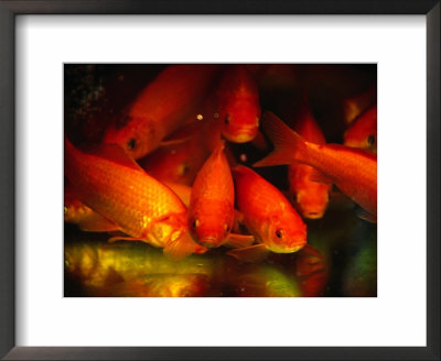 Fish For Sale, Shanghai, China by Phil Weymouth Pricing Limited Edition Print image