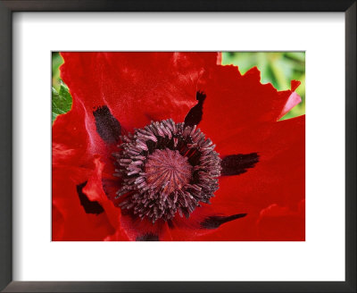 Papaver Orientale (Goliath Group) Beauty Of Livermere, Red Flower by Mark Bolton Pricing Limited Edition Print image