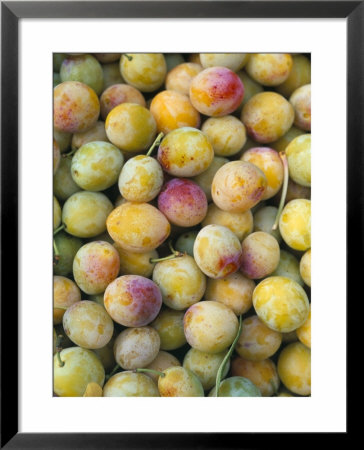 Mirabelle Plum Harvest, Hattonville Region, Meuse, Lorraine, France by Bruno Barbier Pricing Limited Edition Print image