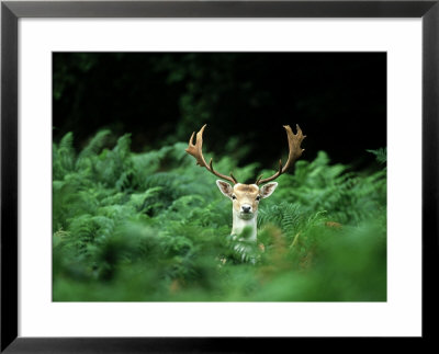 Fallow Deer, Buck, Uk by David Tipling Pricing Limited Edition Print image