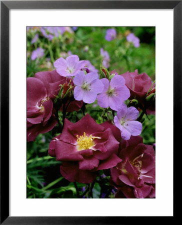 Rosa (Rose) Rhapsody In Blue With Geranium (Cranesbill) by Ron Evans Pricing Limited Edition Print image