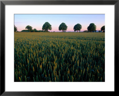 Field With A Line Of Trees In The Background by Sisse Brimberg Pricing Limited Edition Print image